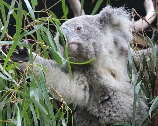 Sydney Opera House and Aussie Animals Private Tour